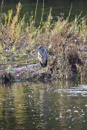 Brant Conservation Area